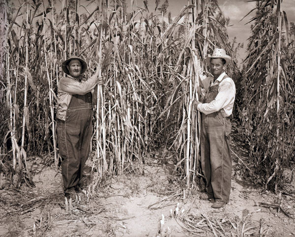 Henbest Sorghum Cane